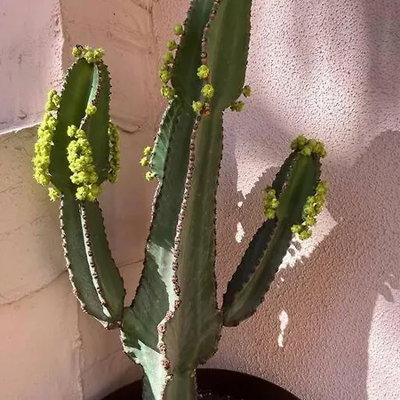 Casa Cactus Paraiso