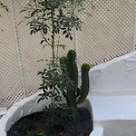 Casa Cactus Paraiso Parque Holandes